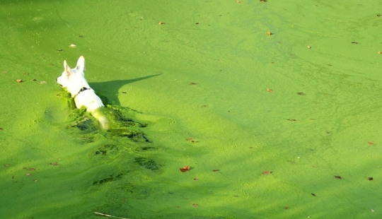 Agua muerta: cuatro perros murieron en el frente de la confundido hosts después de nadar en el lago tóxico