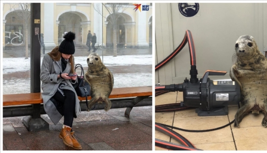 Al igual que Pedro, el bebé sello trató de escapar y se convirtió en un meme