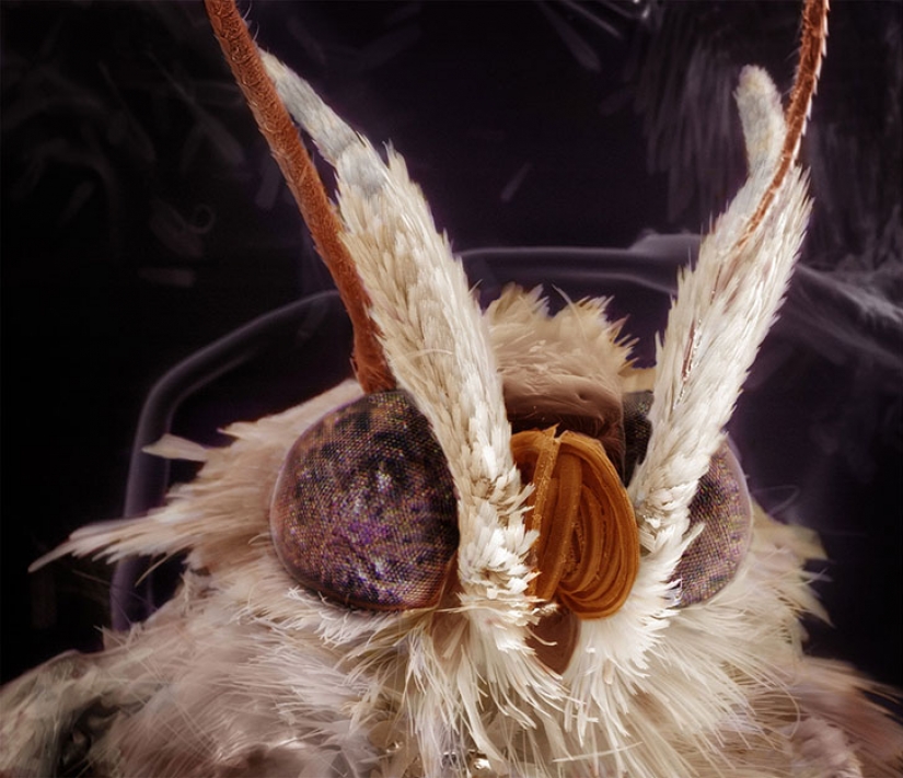 Amazing portraits of familiar insects