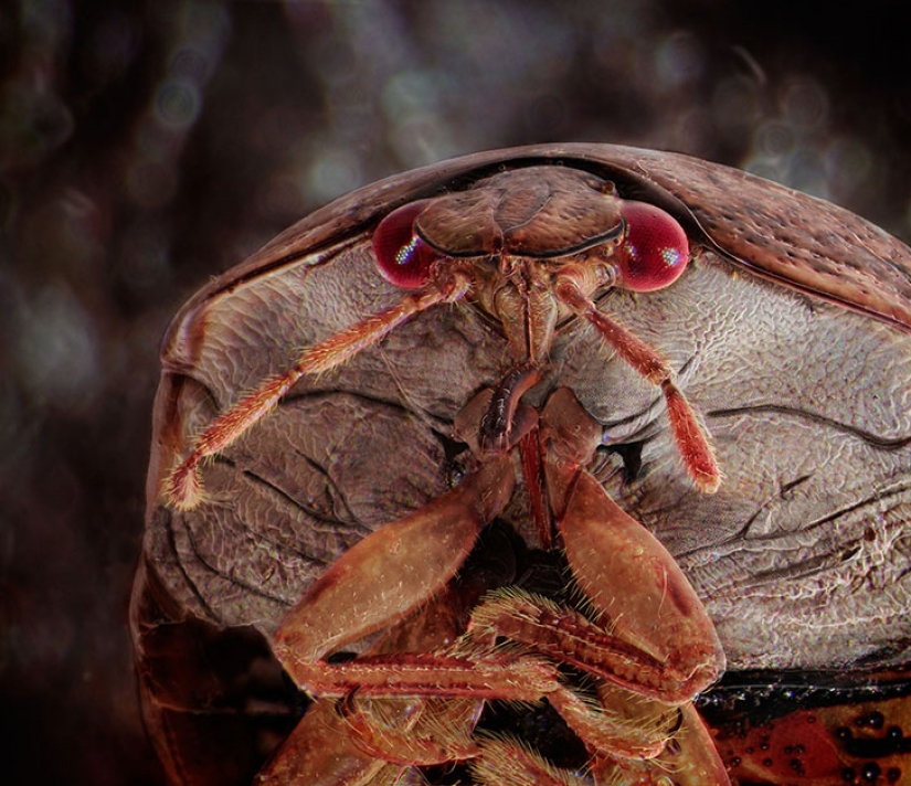 Amazing portraits of familiar insects