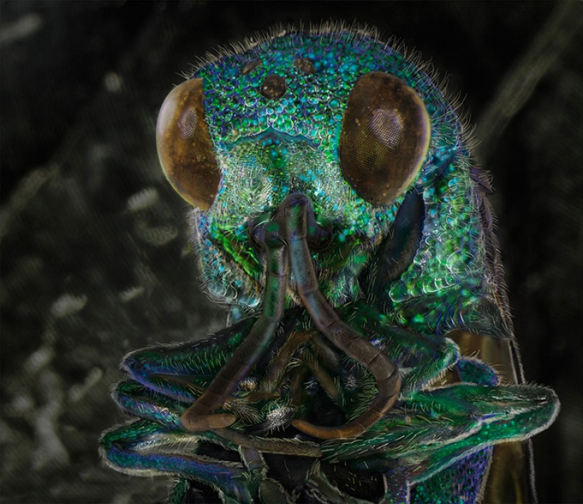 Amazing portraits of familiar insects