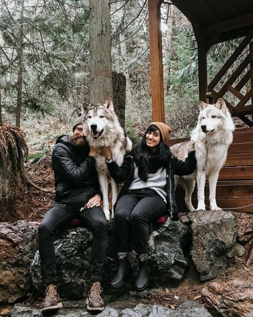 Americans pay $ 200 to pet wild wolves