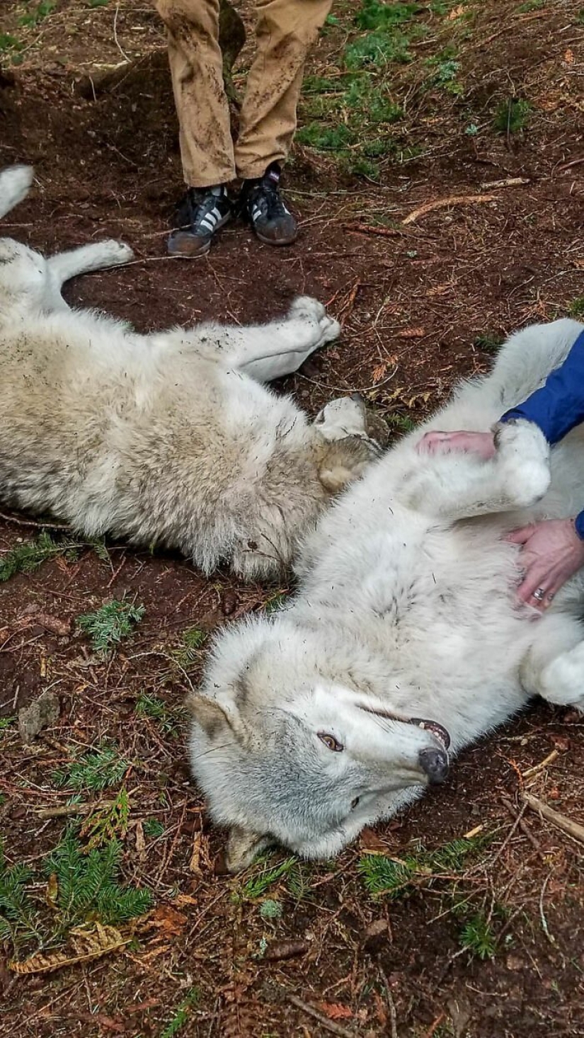 Americans pay $ 200 to pet wild wolves