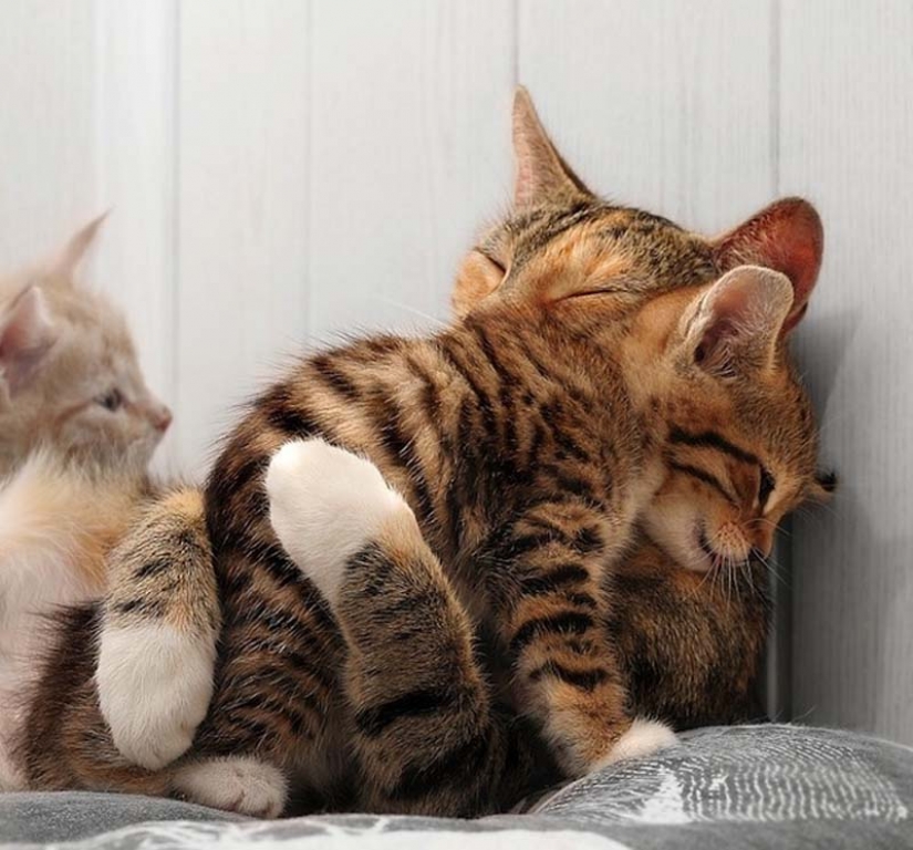 Aprender a abrazar a los gatos