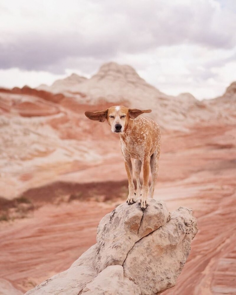 As a traveling photographer Theron Humphrey and his dog Maddie