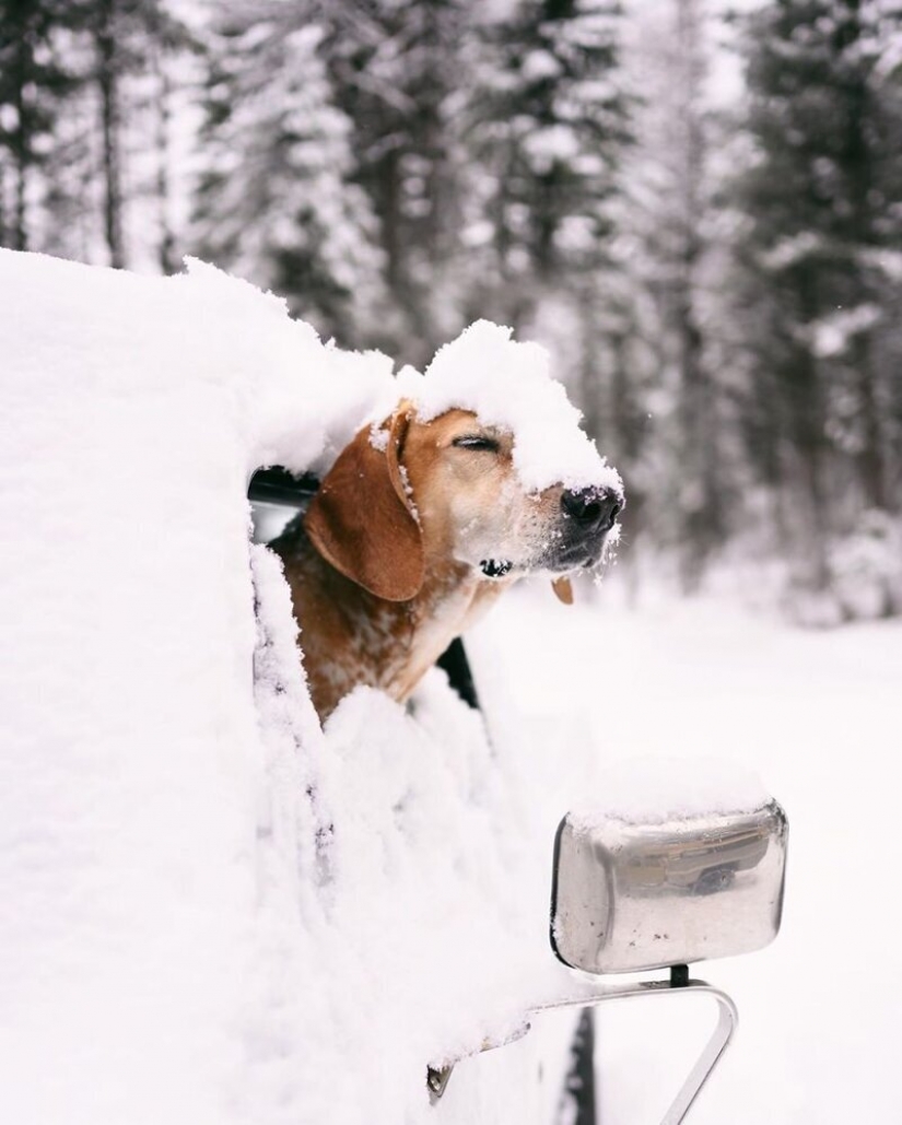 As a traveling photographer Theron Humphrey and his dog Maddie