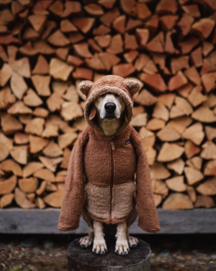 As a traveling photographer Theron Humphrey and his dog Maddie