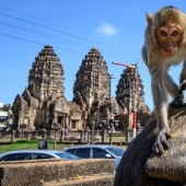 As aggressive macaques terrorize the whole city in Thailand