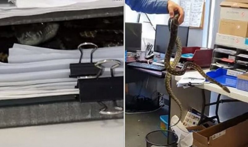 As Australian Python decided to work in the office - Pictolic