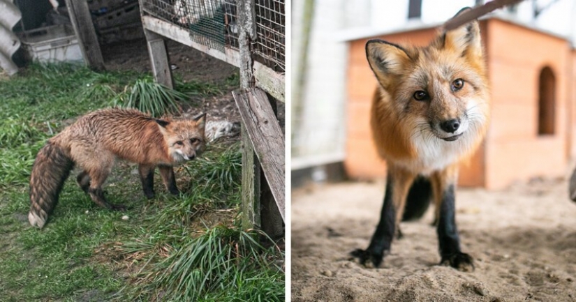 As Fox frane Polish farms gave a new life