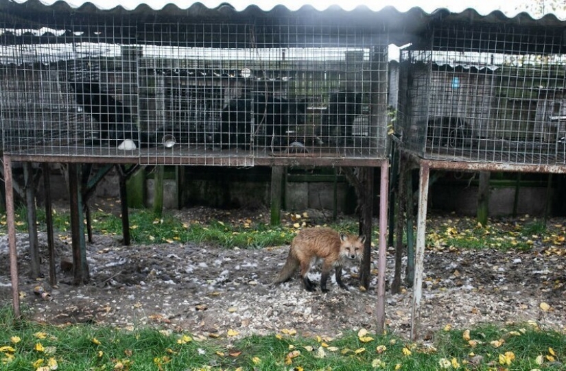 As Fox frane Polish farms gave a new life