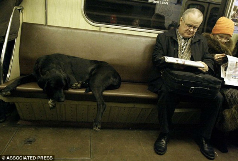 As stray dogs are guided in the Moscow metro