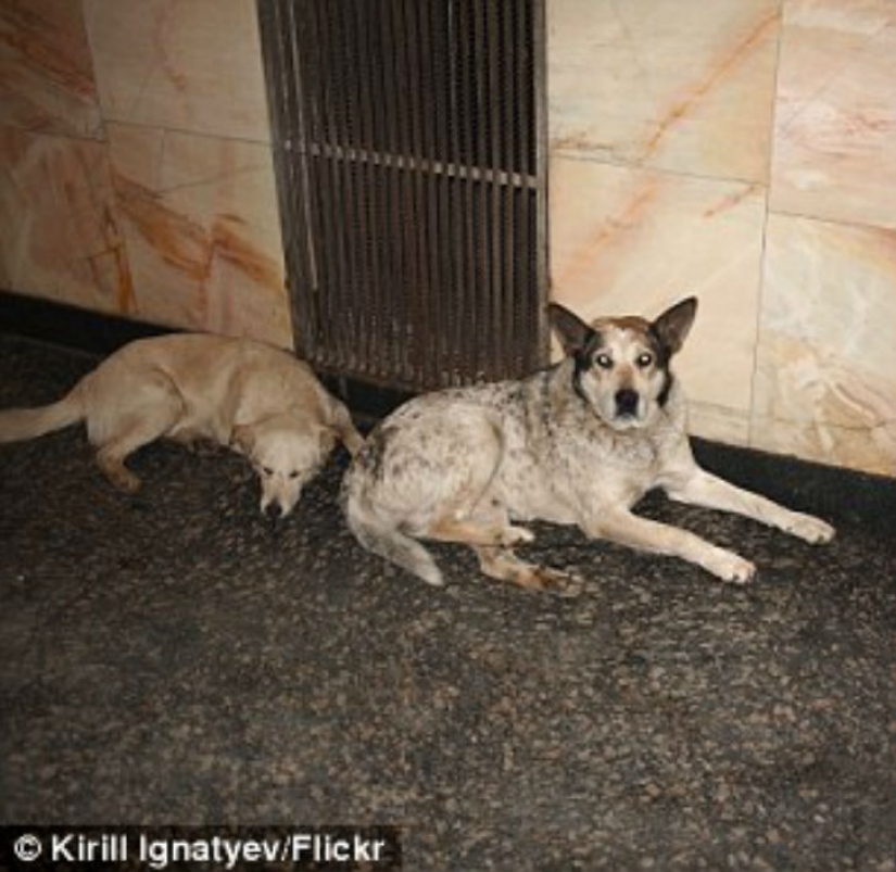 As stray dogs are guided in the Moscow metro