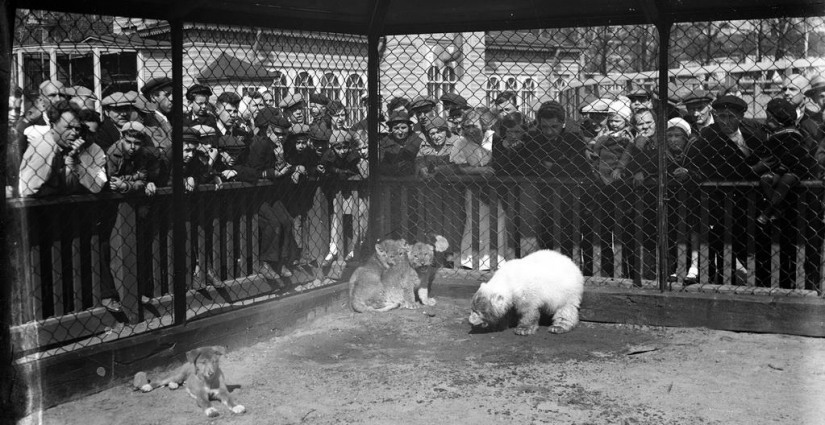 As the Leningrad zoo survived the siege