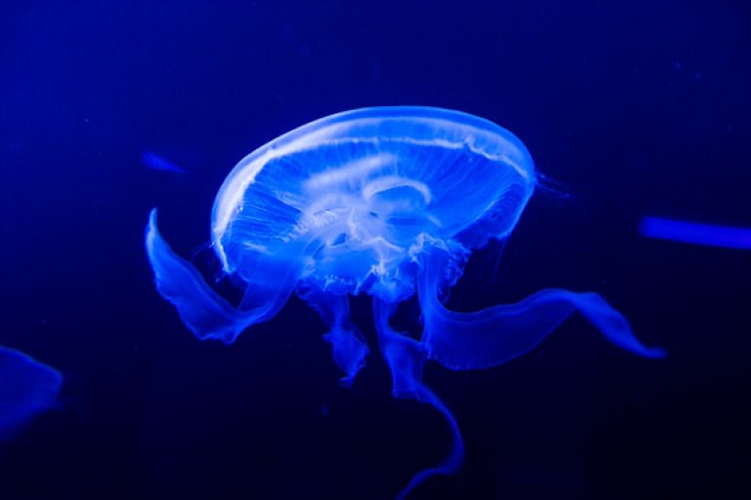Astrofiziki inventado una nueva forma de hacer las fichas de las medusas