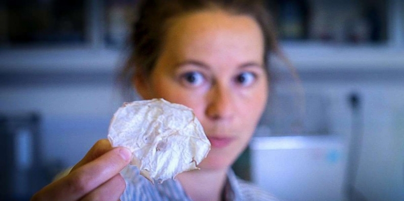 Astrofiziki invented a new way of making chips from jellyfish