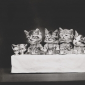 At the beginning of the XX century the Internet was not there, but was really into the lion