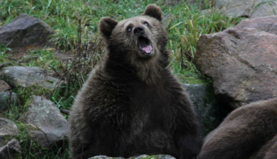 Awkward moment of photogenicity for animals