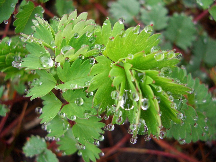 Beautiful drops: 12 examples of gulali