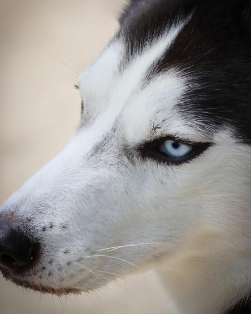 Beautiful husky that will steal your heart and won't return back