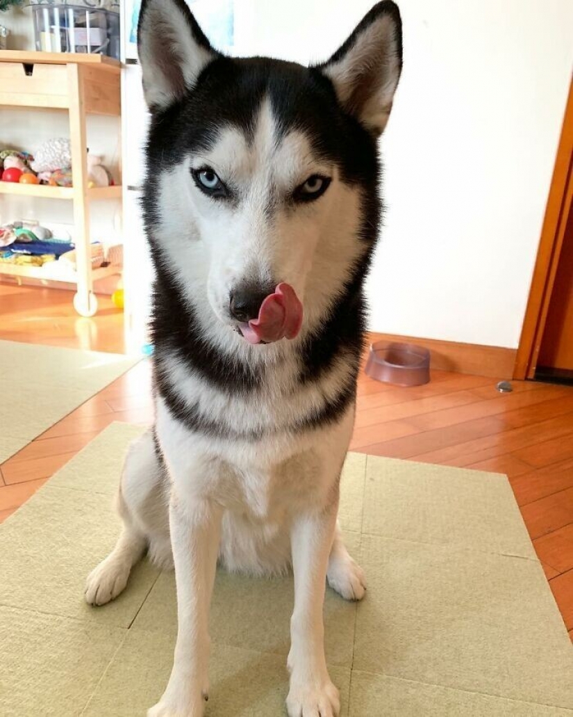 Beautiful husky that will steal your heart and won't return back