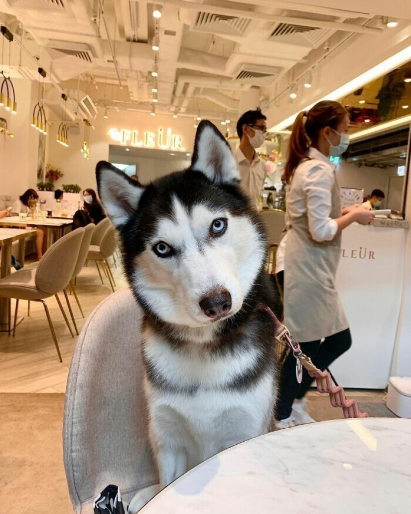 Beautiful husky that will steal your heart and won't return back