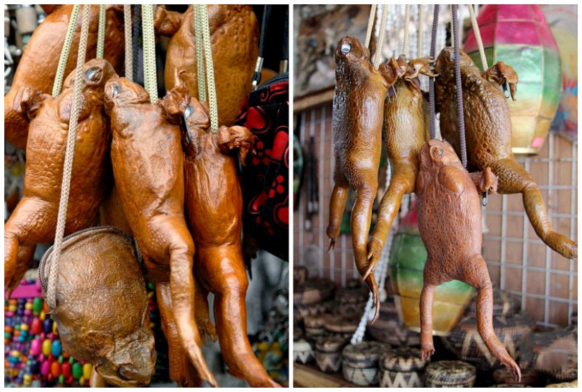 Beer made from elephant dung and scrotum kangaroo: 9 of the strangest Souvenirs