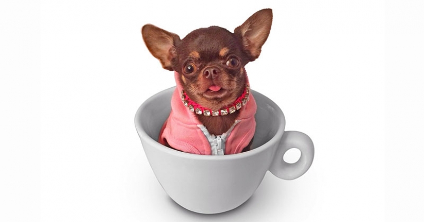 "Bonito perrito... dame dos!": el pequeño Chihuahua Millie clonado ya 49 veces