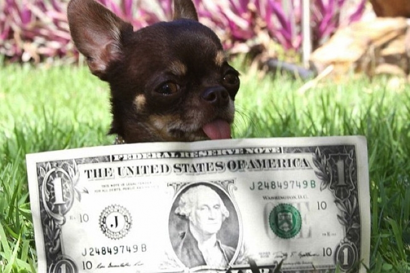 "Bonito perrito... dame dos!": el pequeño Chihuahua Millie clonado ya 49 veces