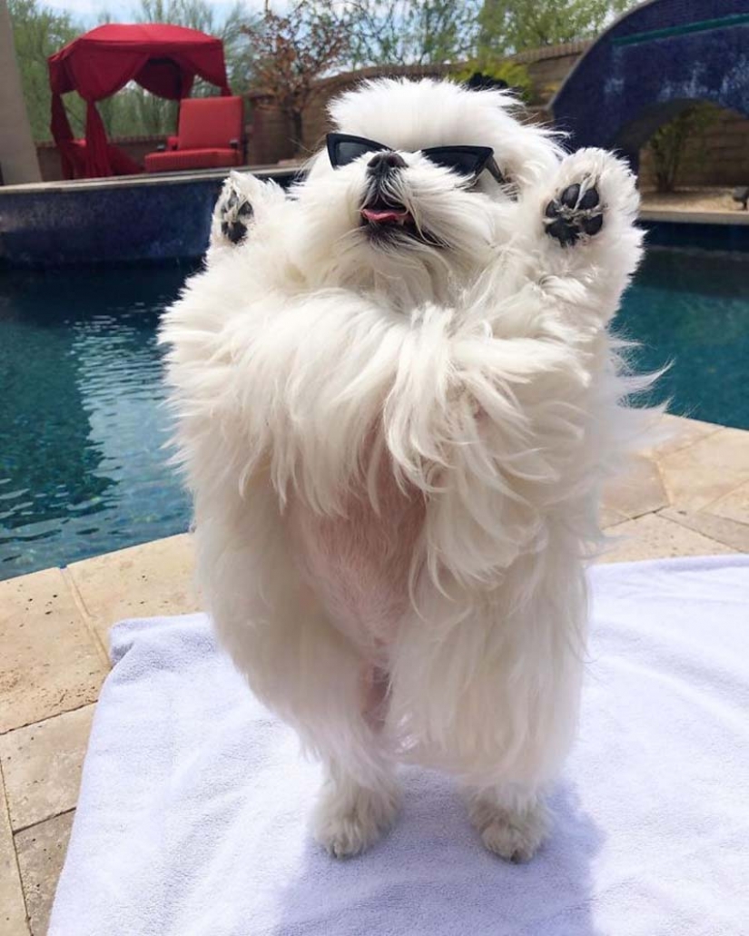 Brecha millimetr: lindo perro Coco que le gusta pararse sobre sus patas traseras
