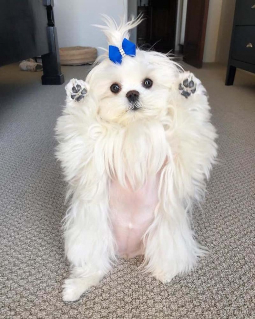 Brecha millimetr: lindo perro Coco que le gusta pararse sobre sus patas traseras