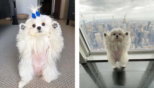 Brecha millimetr: lindo perro Coco que le gusta pararse sobre sus patas traseras