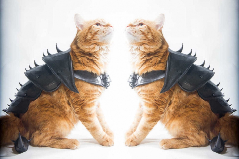 British printed battle armor for a cat
