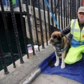 British vagabundo perdido casi por completo de los ingresos debido al hecho, bien vestido, y tiene un perro