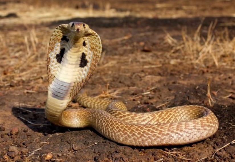 Broma letal: miedo Cobra y murió