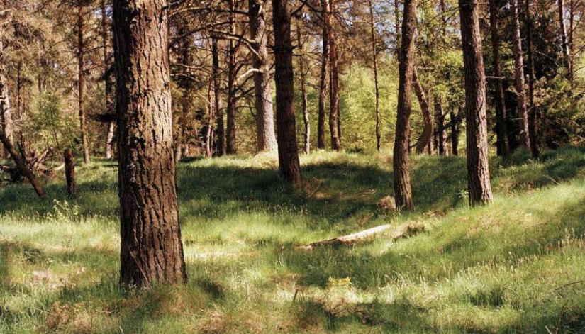 Can you see the camouflaged German sniper, pricelevels right in you?