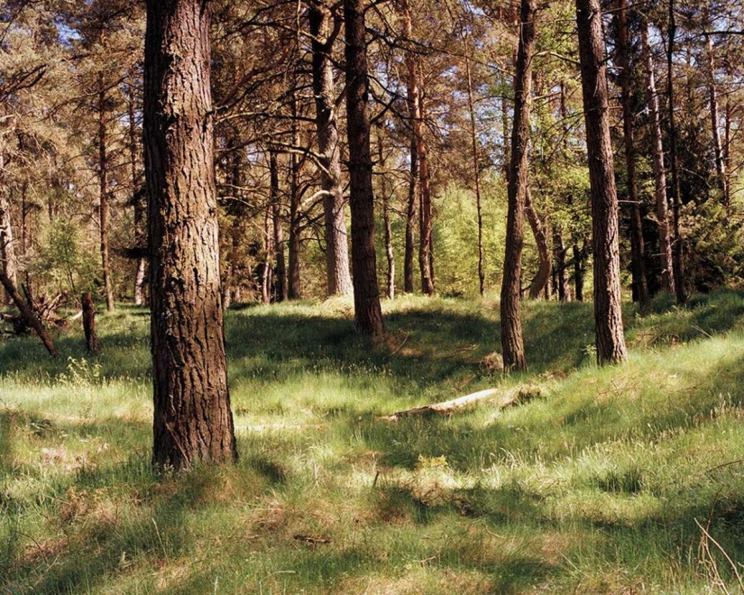 Can you see the camouflaged German sniper, pricelevels right in you?