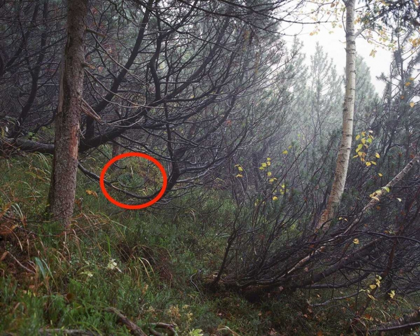 Can you see the camouflaged German sniper, pricelevels right in you?