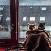 Cats at the window