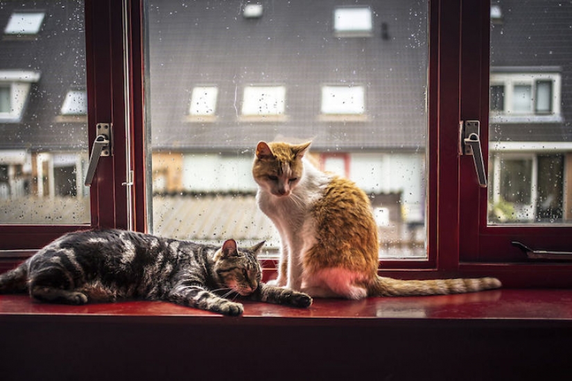 Cats at the window
