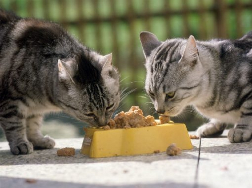 Cats-vegetarians in the UK is outlawed