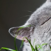 Cats-vegetarians in the UK is outlawed