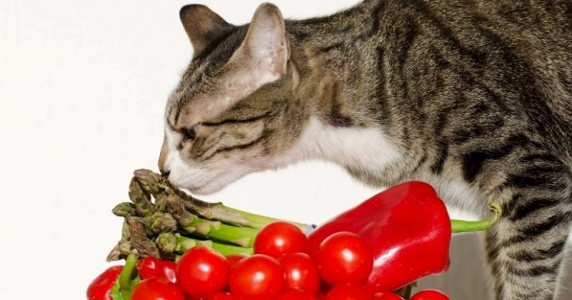 Cats-vegetarians in the UK is outlawed