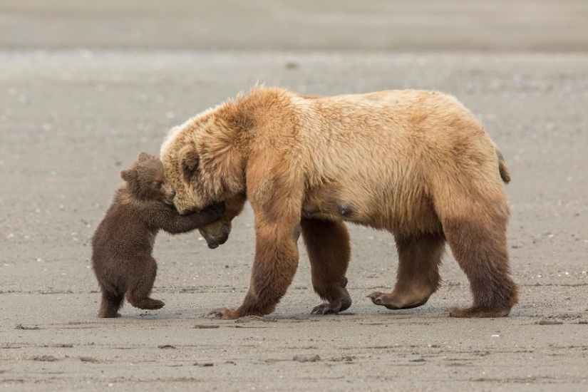 Centerfolds del mundo animal: 13 favoritos del concurso de fotografía de la vida silvestre