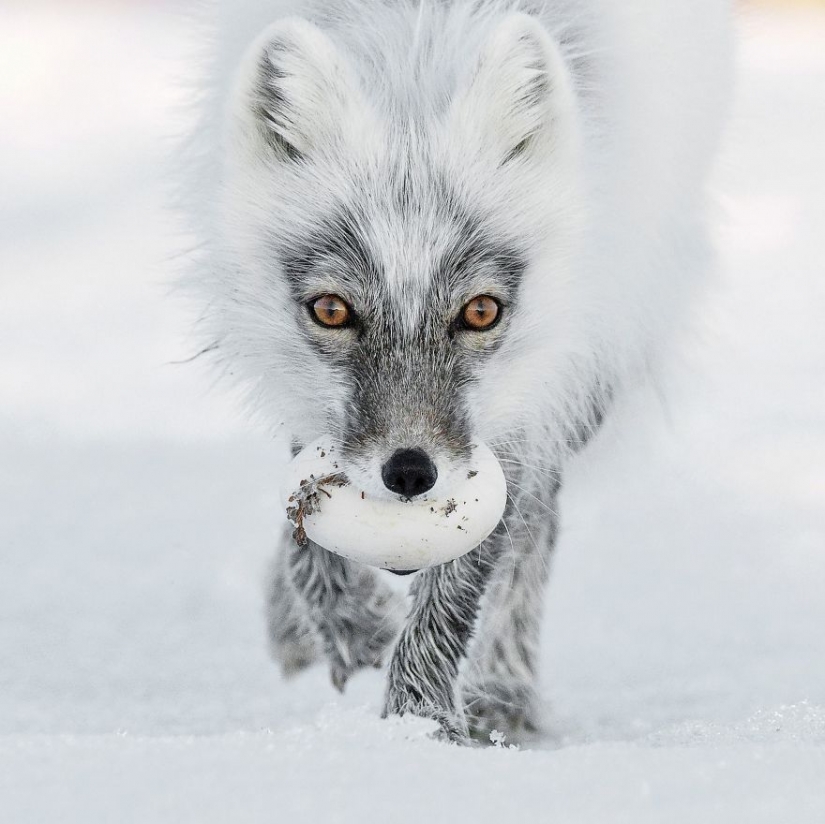 Centerfolds del mundo animal: 13 favoritos del concurso de fotografía de la vida silvestre