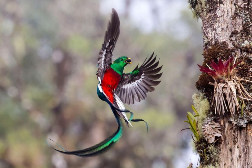 Centerfolds del mundo animal: 13 favoritos del concurso de fotografía de la vida silvestre