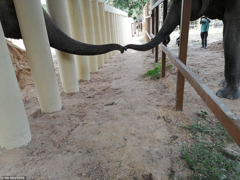 Cerrado un infierno de un zoológico, donde vivía "el más solitario de elefantes en el mundo"