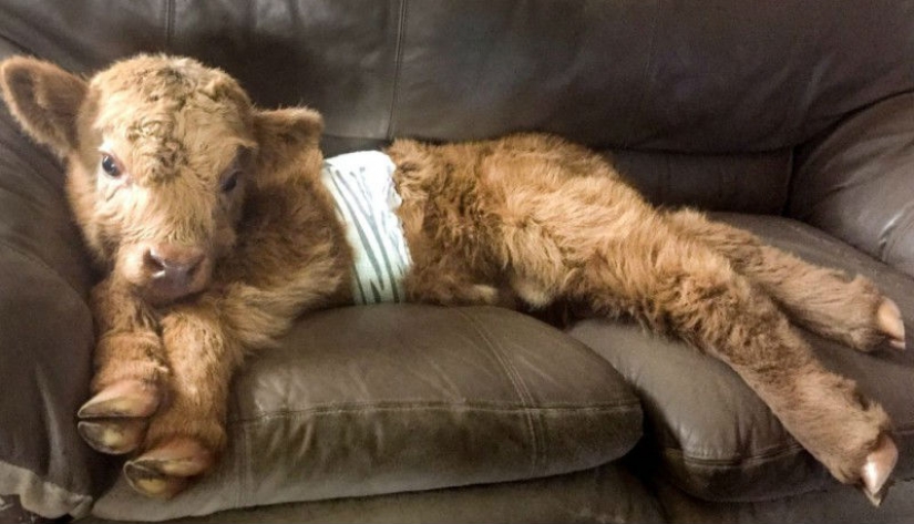 Chasing cats, wagging his tail: calf who was raised by dogs thinks he is a dog