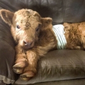 Chasing cats, wagging his tail: calf who was raised by dogs thinks he is a dog