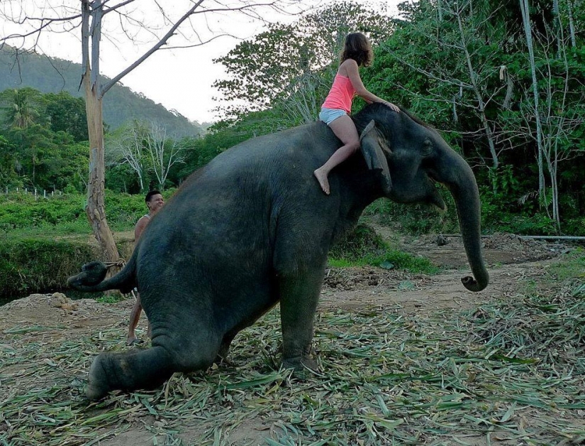 ¿Cómo bañar a un elefante